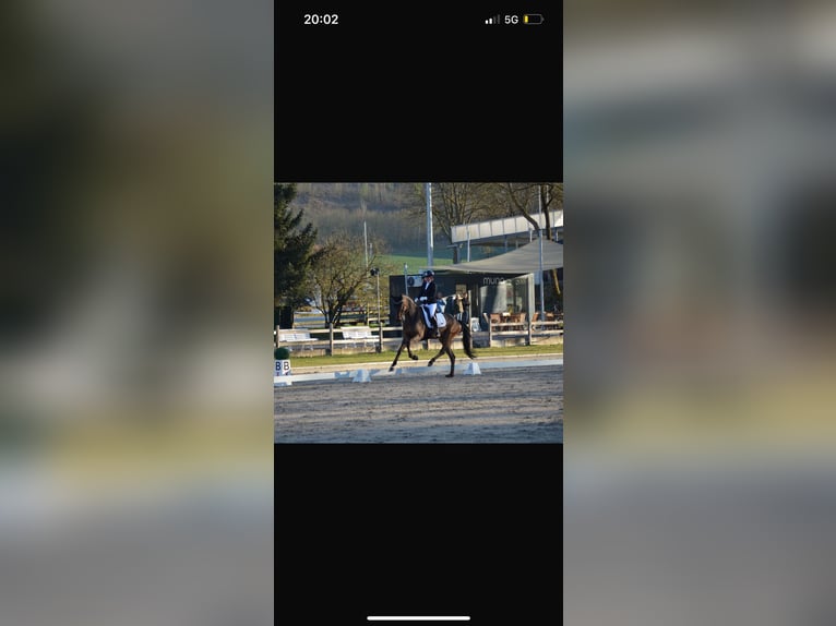 Oldenburg Gelding 5 years 17 hh Bay-Dark in Siegen