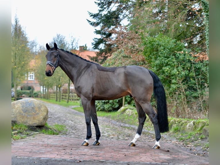 Oldenburg Gelding 5 years 17 hh Bay-Dark in Vechta