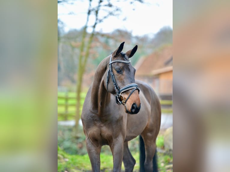 Oldenburg Gelding 5 years 17 hh Bay-Dark in Vechta