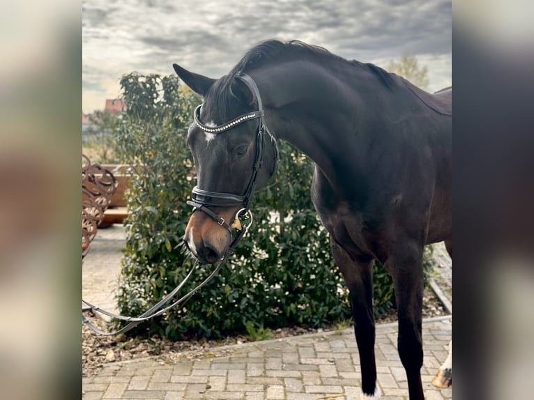 Oldenburg Gelding 5 years 17 hh Bay-Dark in Westerstede