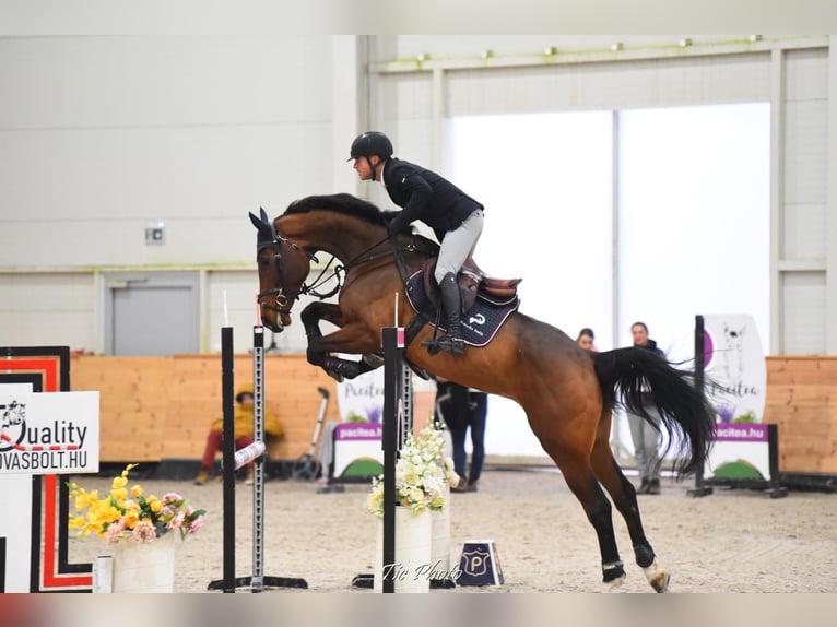 Oldenburg Gelding 5 years 17 hh Bay in Békéscsaba