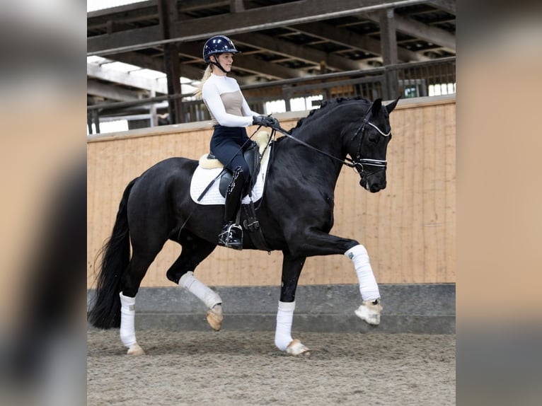 Oldenburg Gelding 5 years 17 hh Black in Hohenfelde