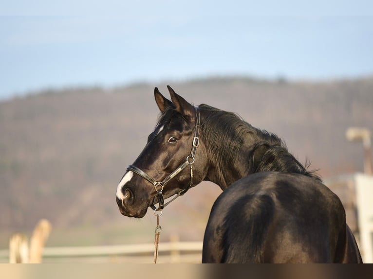 Oldenburg Gelding 5 years 17 hh Black in Hetzerath