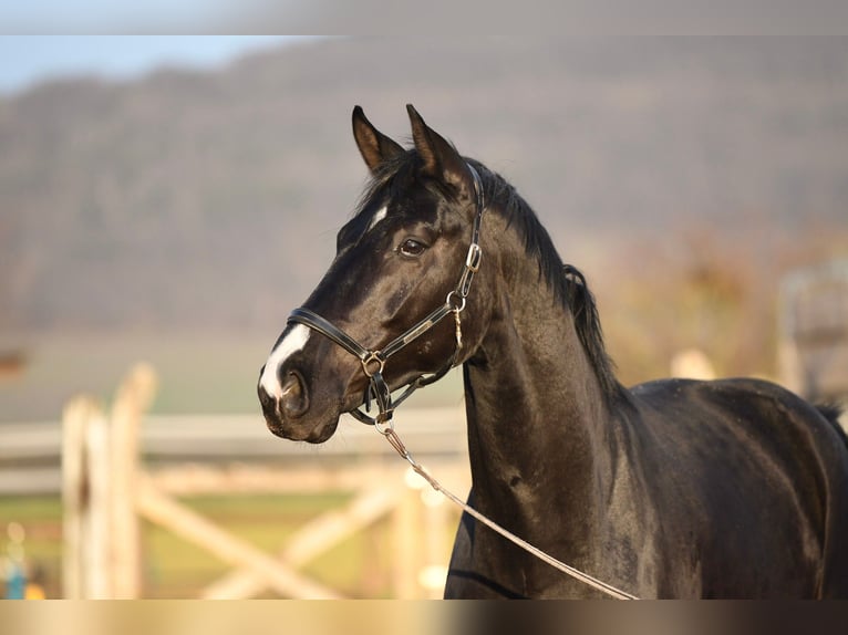 Oldenburg Gelding 5 years 17 hh Black in Hetzerath