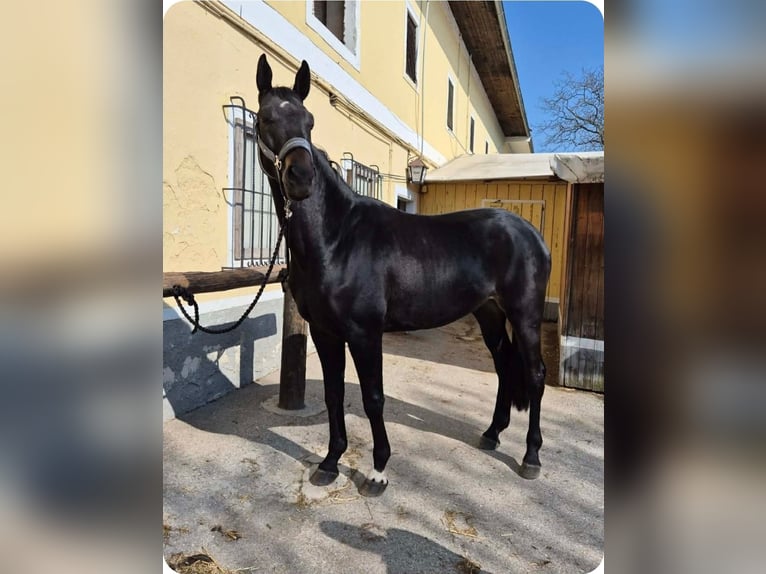 Oldenburg, Gelding, 5 years, 17 hh, Black