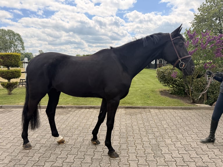 Oldenburg Gelding 5 years 17 hh Black in Nordwalde