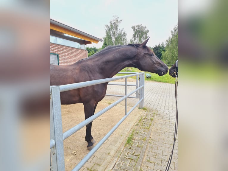 Oldenburg Gelding 5 years 17 hh Black in M&#xFC;lheim an der Ruhr