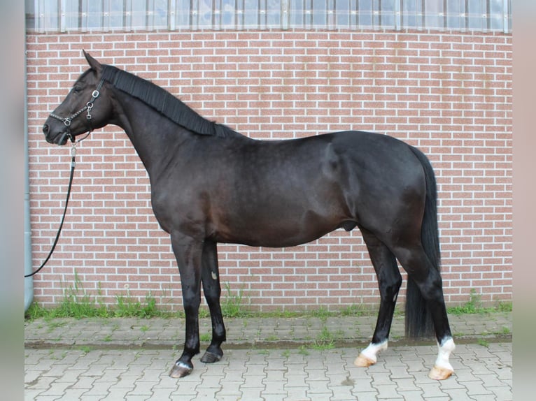 Oldenburg Gelding 5 years 17 hh Black in M&#xFC;lheim an der Ruhr