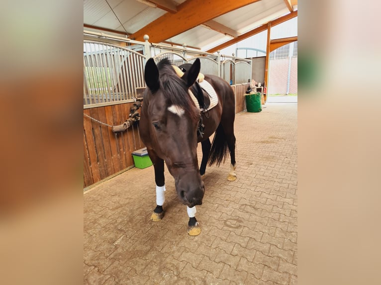 Oldenburg Gelding 5 years 17 hh Black in M&#xFC;lheim an der Ruhr