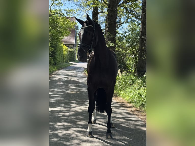 Oldenburg Gelding 5 years 17 hh Black in Münster