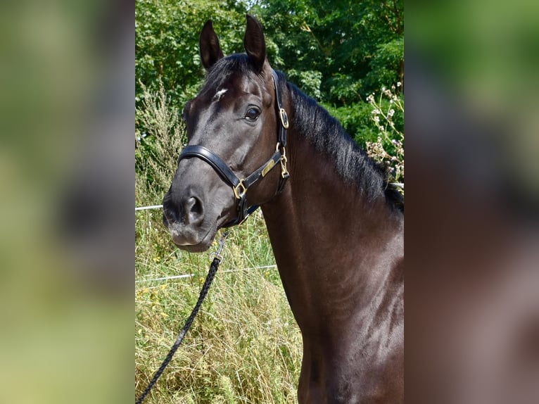 Oldenburg Gelding 5 years 17 hh Black in Ringgau