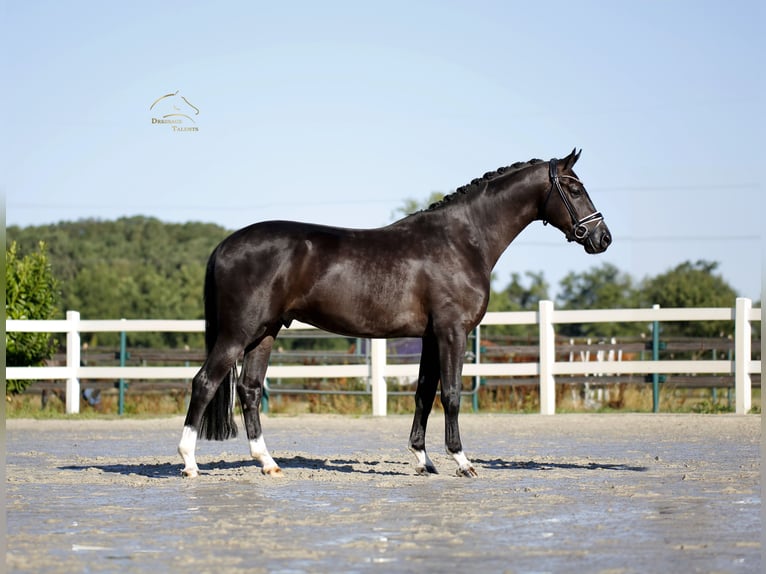Oldenburg Gelding 5 years 17 hh Black in Vechta