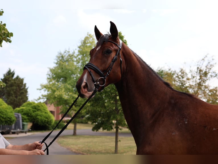 Oldenburg Gelding 5 years 17 hh Brown in GROTE-BROGEL