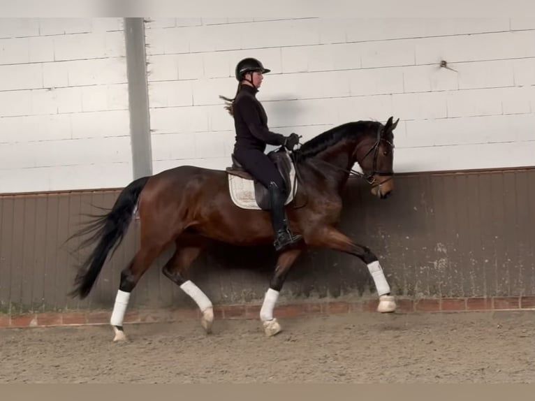 Oldenburg Gelding 5 years 17 hh Brown in Lohne (Oldenburg)