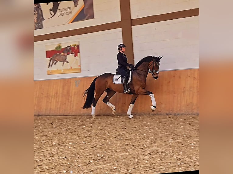Oldenburg Gelding 5 years 17 hh Brown in Röttingen