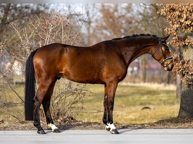Oldenburg Gelding 5 years 17 hh Brown in Rosenheim