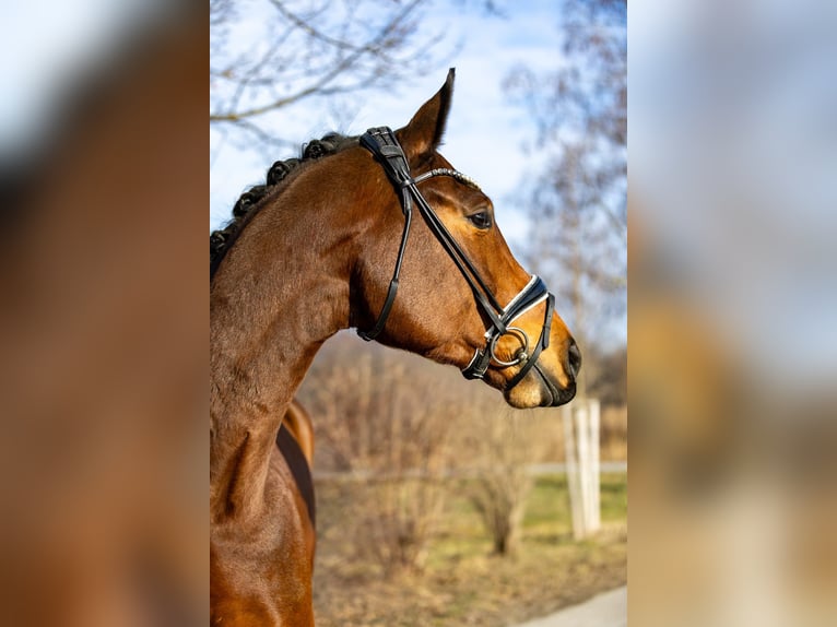 Oldenburg Gelding 5 years 17 hh Brown in Rosenheim