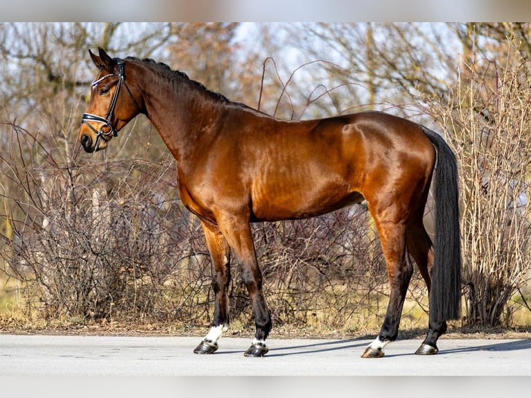 Oldenburg Gelding 5 years 17 hh Brown in Rosenheim