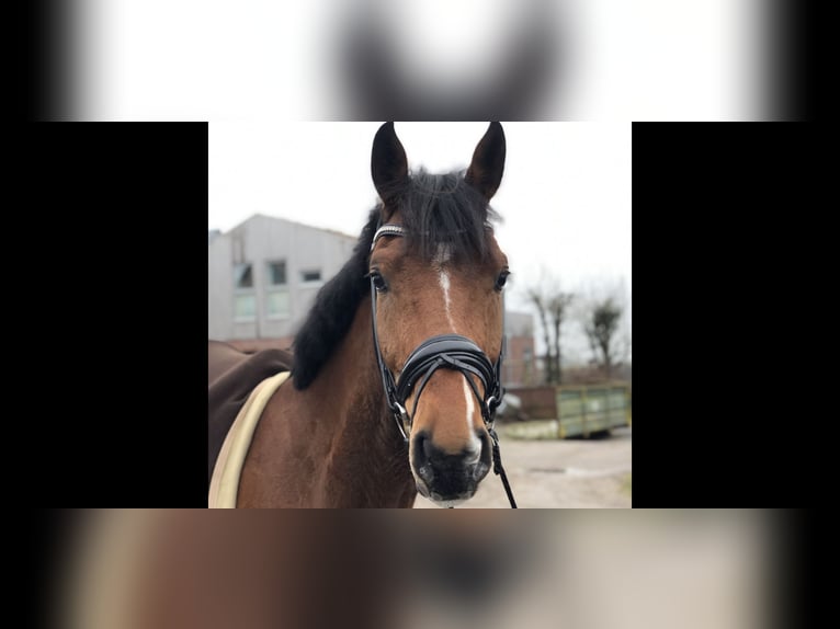 Oldenburg Gelding 5 years 17 hh Brown in Südermarsch