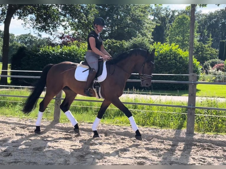 Oldenburg Gelding 5 years 17 hh Brown in Wardenburg