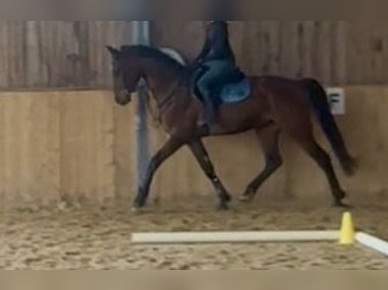 Oldenburg Gelding 5 years 17 hh Brown in Donauwörth