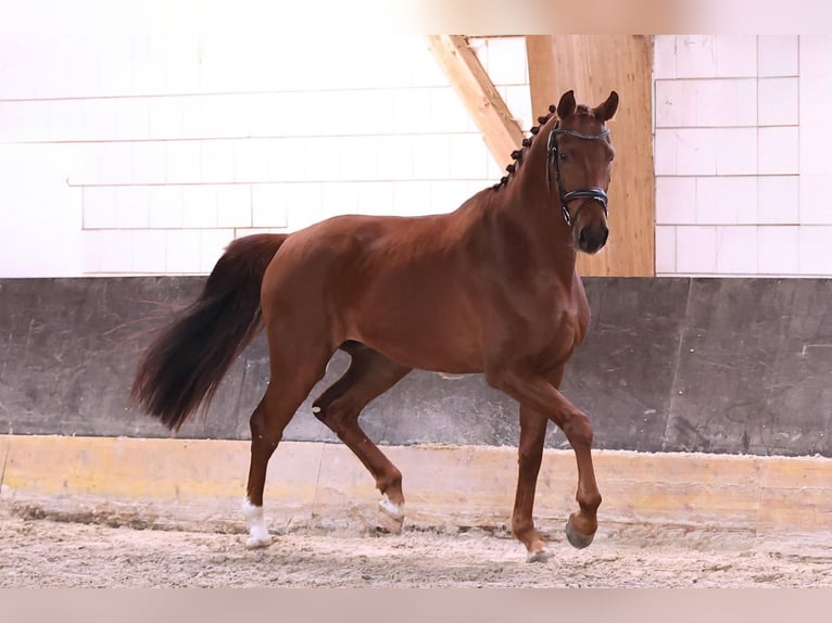 Oldenburg Gelding 5 years 17 hh Chestnut in Brieselang