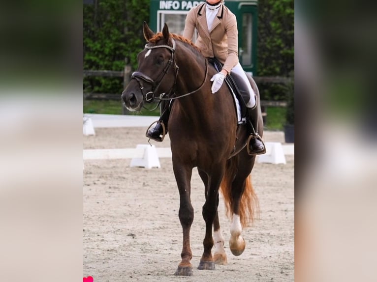 Oldenburg Gelding 5 years 17 hh Chestnut in Karlsfeld