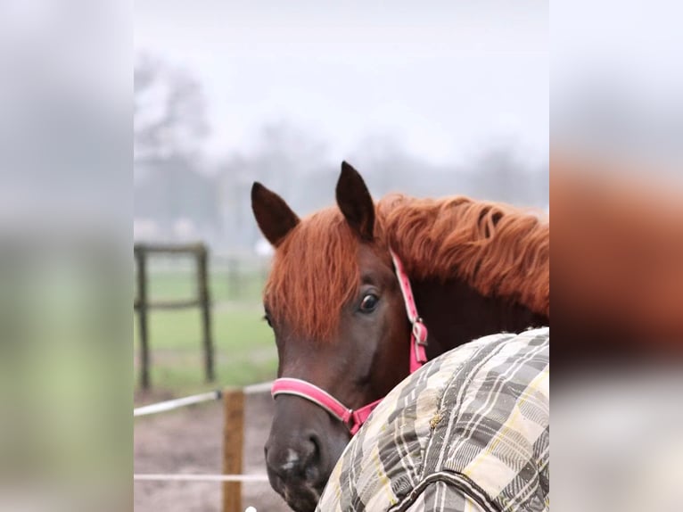 Oldenburg Gelding 5 years 17 hh Chestnut in Karlsfeld