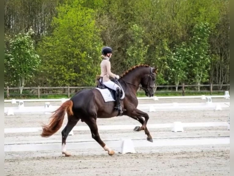 Oldenburg Gelding 5 years 17 hh Chestnut in Karlsfeld