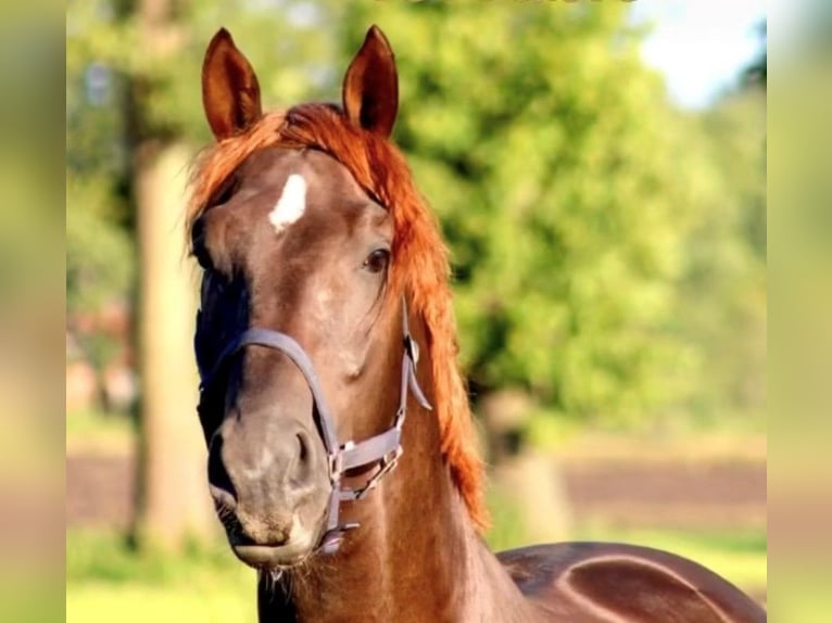 Oldenburg Gelding 5 years 17 hh Chestnut in Karlsfeld