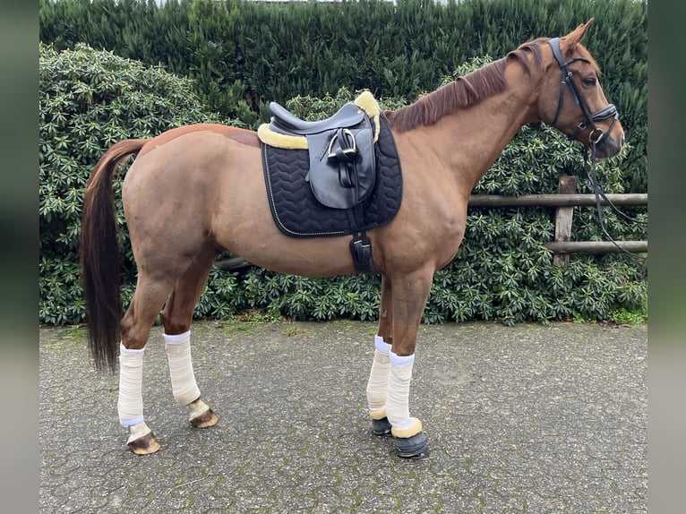 Oldenburg Gelding 5 years 17 hh Chestnut-Red in Dinklage