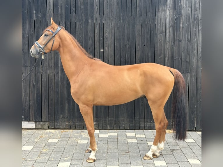 Oldenburg Gelding 5 years 17 hh Chestnut-Red in Bodenwöhr