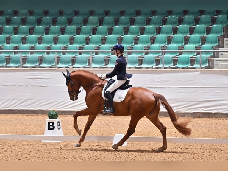 Oldenburg Gelding 5 years 17 hh Chestnut-Red in Großostheim