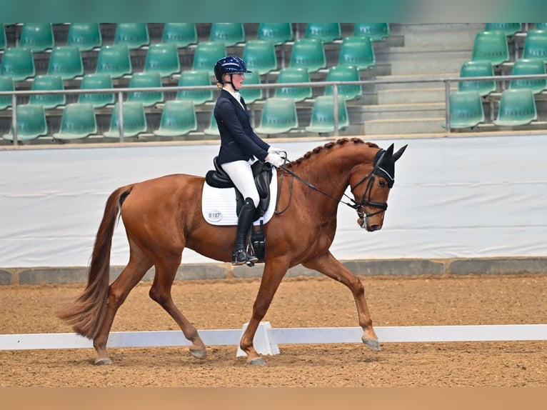 Oldenburg Gelding 5 years 17 hh Chestnut-Red in Großostheim