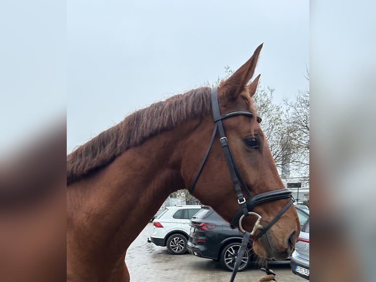 Oldenburg Gelding 5 years 17 hh Chestnut-Red in Leinfelden-Echterdingen