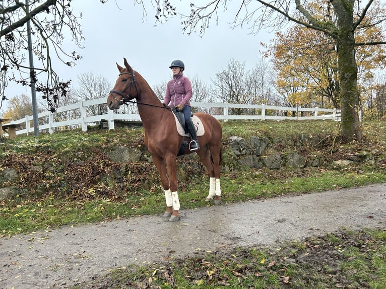 Oldenburg Gelding 5 years 17 hh Chestnut-Red in Leinfelden-Echterdingen