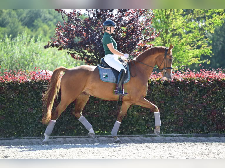 Oldenburg Gelding 5 years 17 hh Chestnut-Red in Saalow