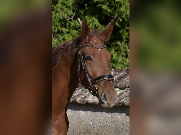 Oldenburg Gelding 5 years 17 hh Chestnut-Red in Tannhausen