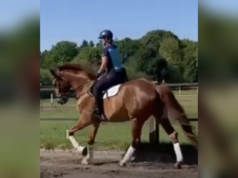 Oldenburg Gelding 5 years 17 hh Chestnut-Red in Esterwegen