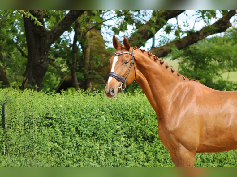 Oldenburg Gelding 5 years 17 hh Chestnut-Red in Ro&#xDF;dorf