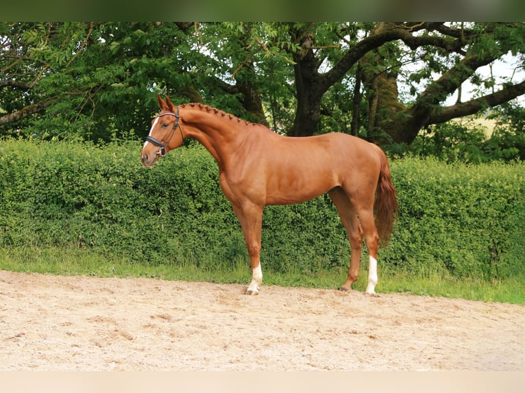 Oldenburg Gelding 5 years 17 hh Chestnut-Red in Ro&#xDF;dorf