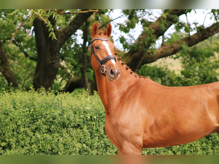 Oldenburg Gelding 5 years 17 hh Chestnut-Red in Ro&#xDF;dorf