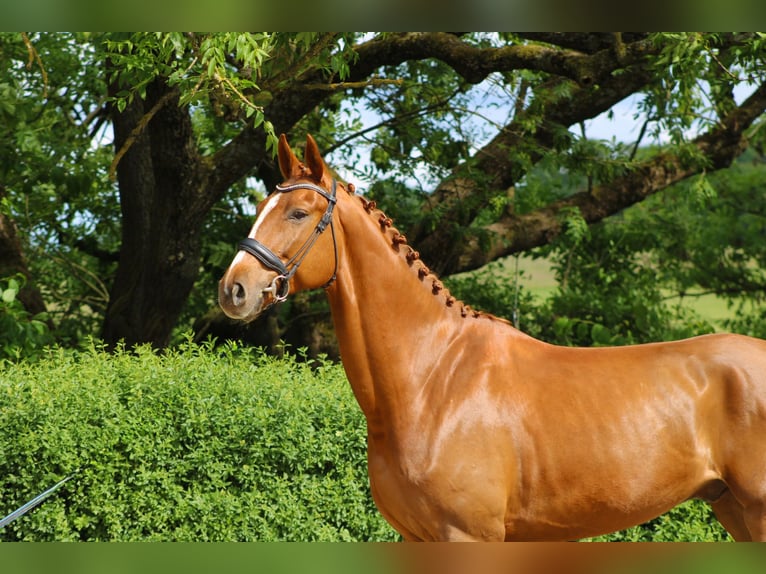 Oldenburg Gelding 5 years 17 hh Chestnut-Red in Ro&#xDF;dorf