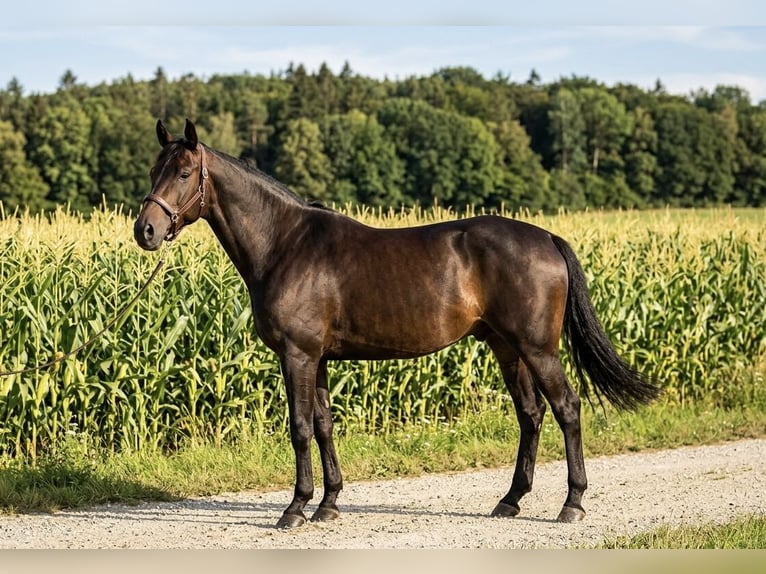 Oldenburg Gelding 5 years 17 hh  in Mühlhausen
