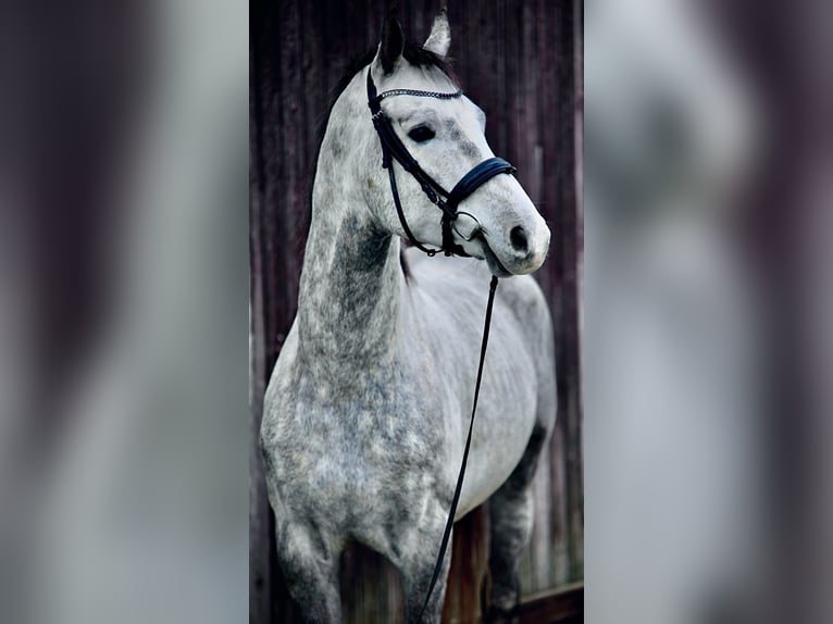 Oldenburg Gelding 5 years 17 hh Gray in Waldbrunn (Westerwald)