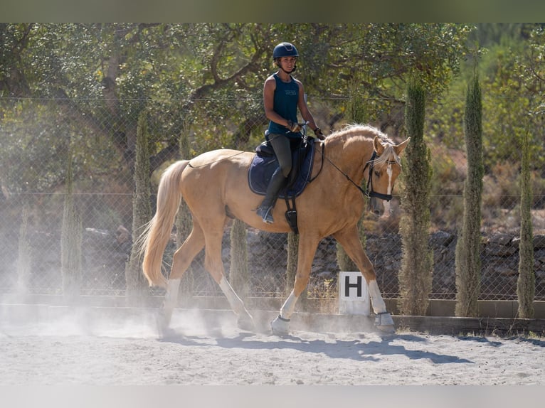 Oldenburg Mix Gelding 5 years 17 hh Palomino in Valencia