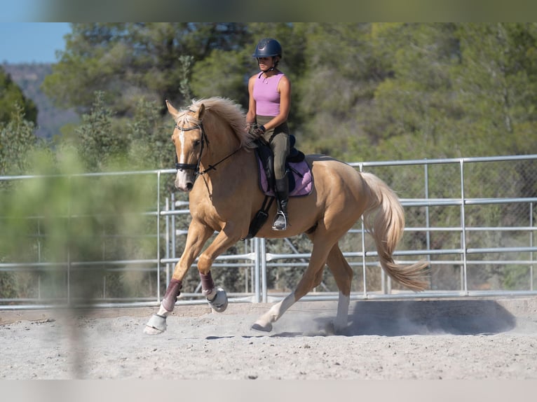 Oldenburg Mix Gelding 5 years 17 hh Palomino in Valencia