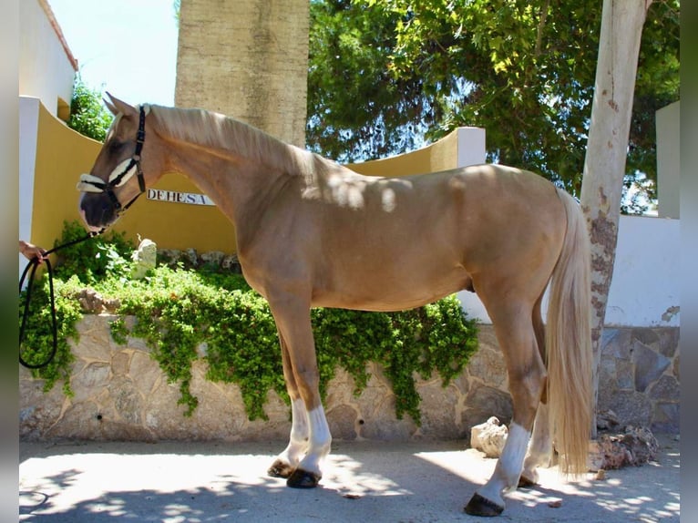 Oldenburg Mix Gelding 5 years 17 hh Palomino in Valencia