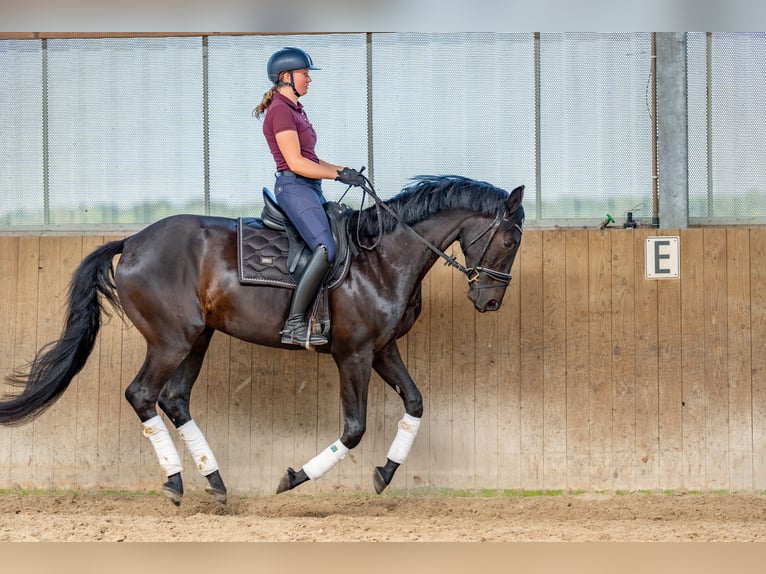 Oldenburg Gelding 5 years 17 hh Smoky-Black in Dallgow-D&#xF6;beritz