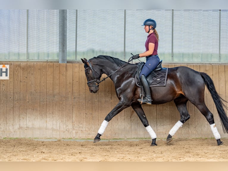 Oldenburg Gelding 5 years 17 hh Smoky-Black in Dallgow-D&#xF6;beritz